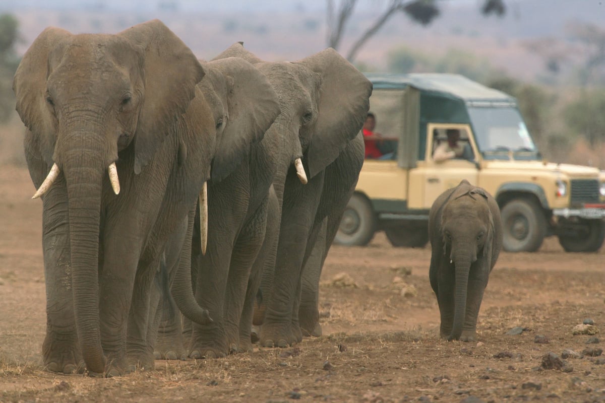 Amboseli-Tortlis Camp-Game Drive
