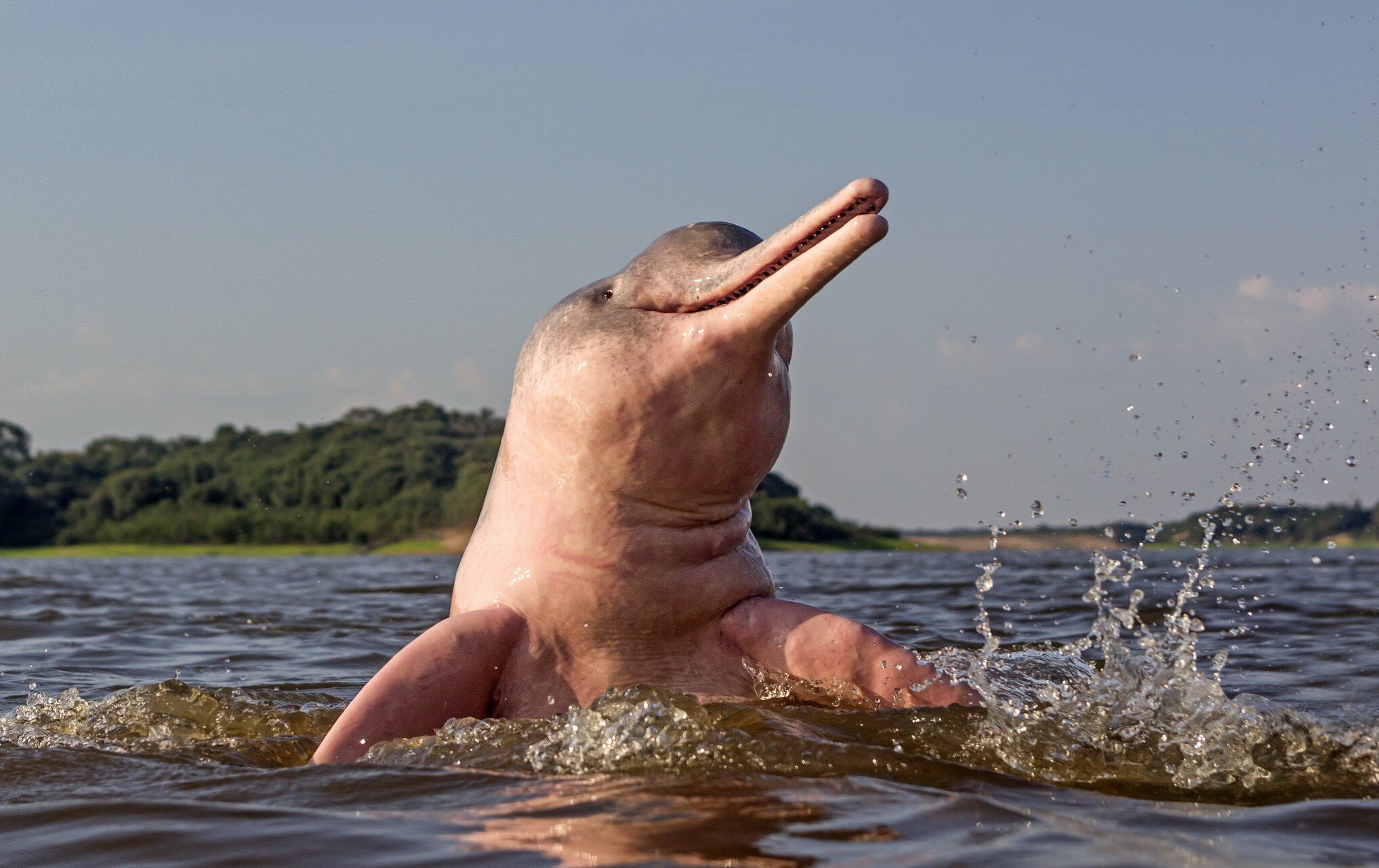 river dolphin
