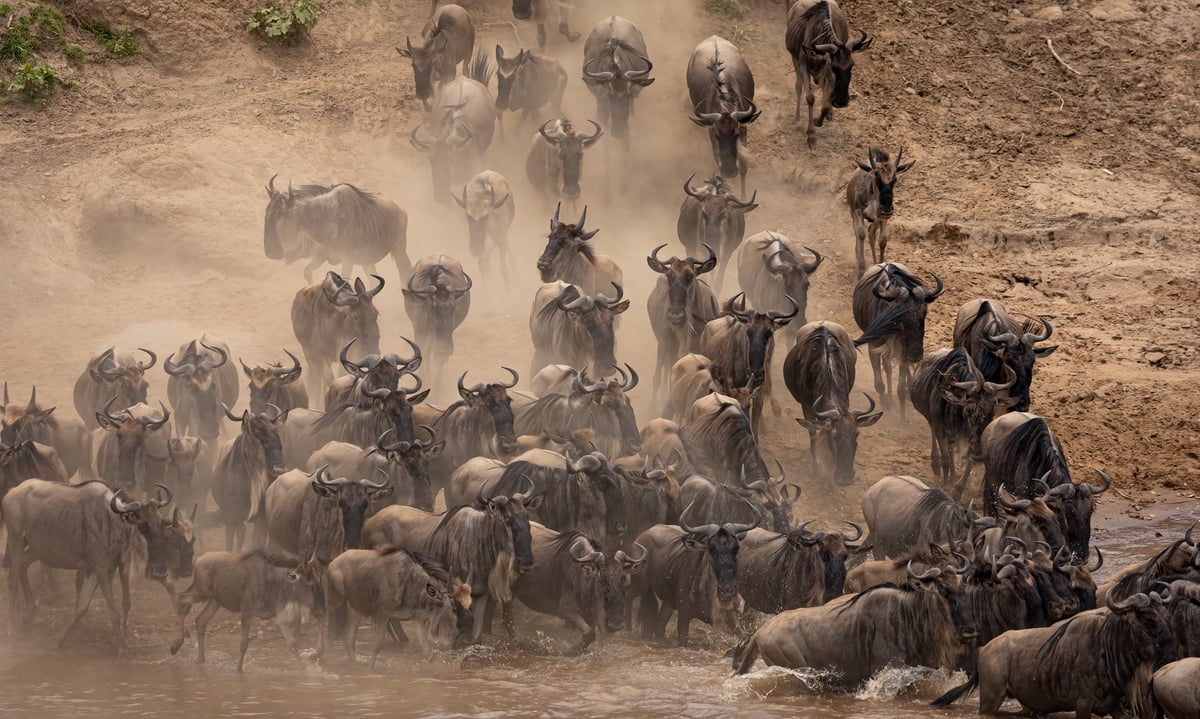 the-great-migration-in-africa-2022-01-18-23-55-36-utc (1)